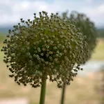 Design Harz-relax * Харцгероде