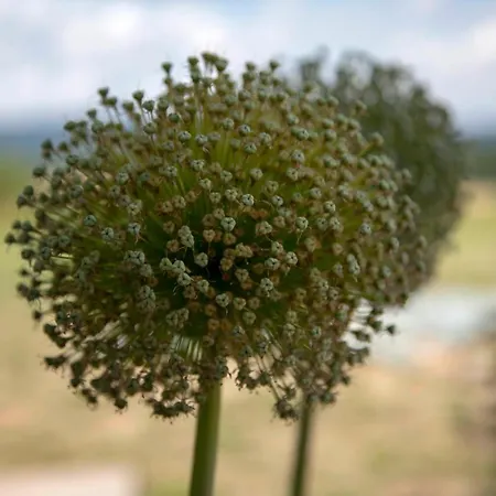 Design Harz-relax * Harzgerode