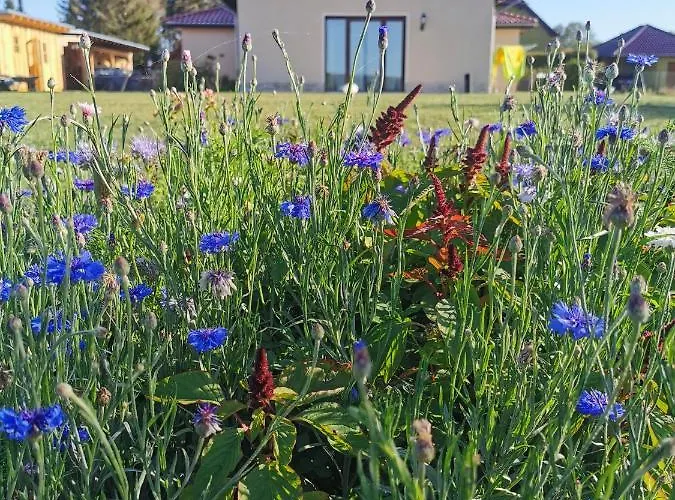 Design Harz-relax Daire Harzgerode