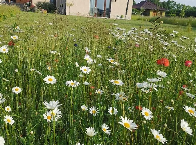 Design Harz-relax Daire