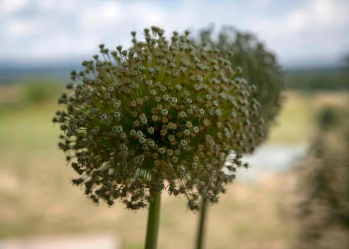 Design Harz-relax * Harzgerode